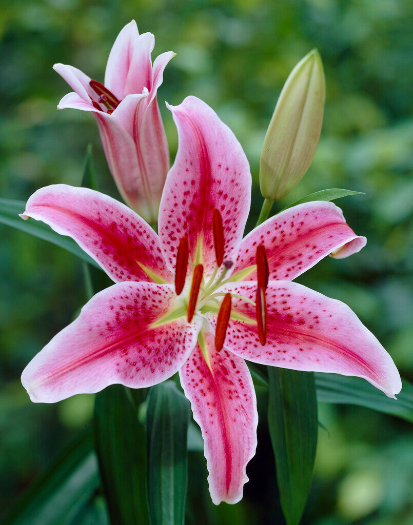 Orientalsk lilje-Lilium Oriental Stargazer 2-pakning